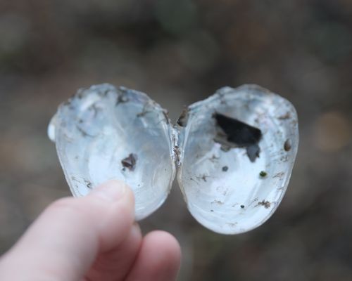 IT’S NOT CLEAR FROM HERE 
Sabi Nicholson, Dislocations 2025
An image showing the a hand holding a shell. 